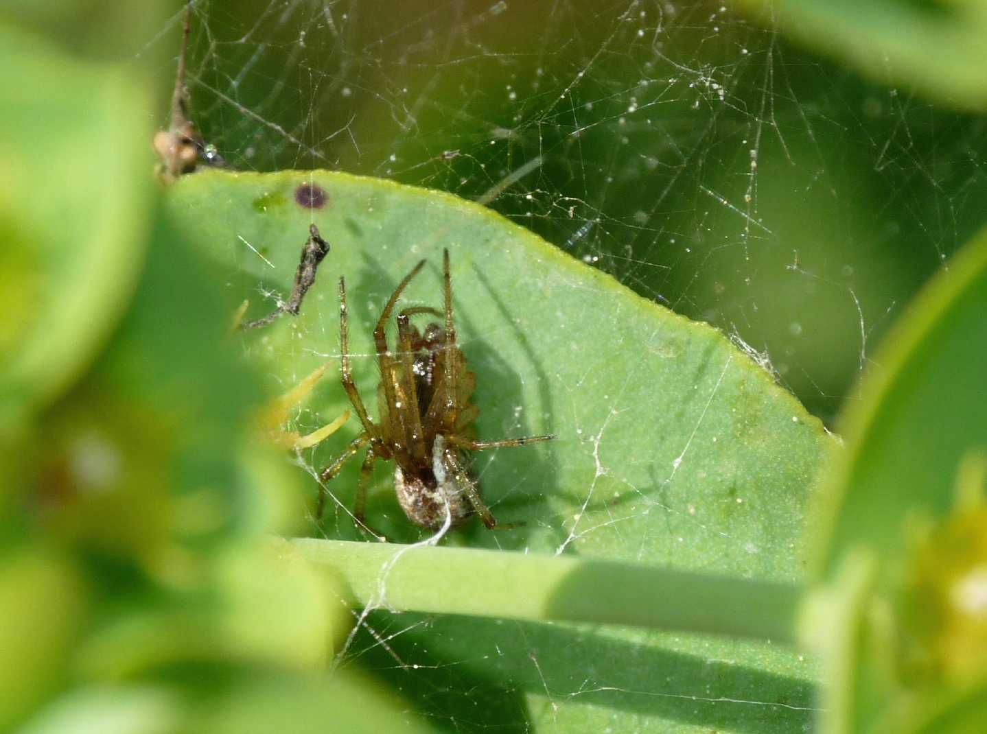 Coppia di Theridiidae